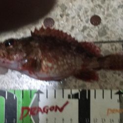 良型アジ（25~6㎝）4匹、ベラ3匹、良型ガシラ1匹